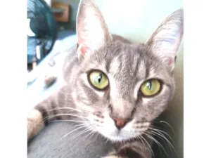 Gato raça Srd idade 2 anos nome Adelly