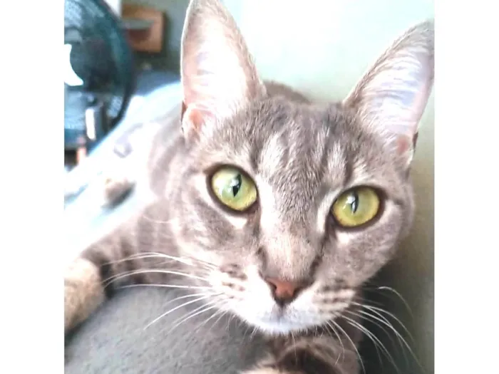 Gato ra a Srd idade 2 anos nome Adelly