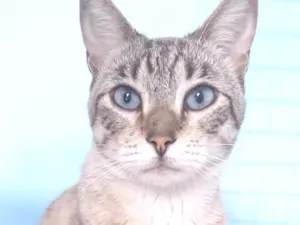 Gato raça Srd  idade 1 ano nome Teodoro 