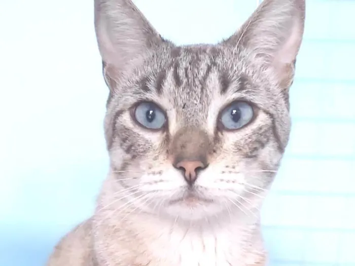Gato ra a Srd  idade 1 ano nome Teodoro 