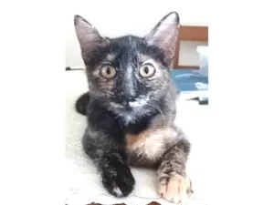 Gato raça Srd idade 2 a 6 meses nome Cacau 