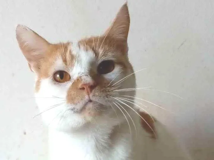 Gato ra a SRD-ViraLata idade 2 anos nome Brady