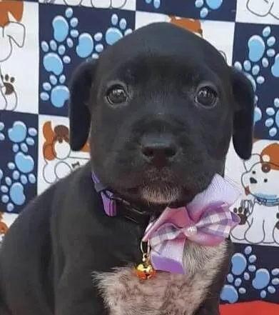 Cachorro ra a Mestica  idade Abaixo de 2 meses nome Atena 