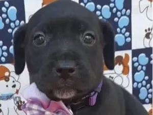 Cachorro raça Mestica  idade Abaixo de 2 meses nome Atena 