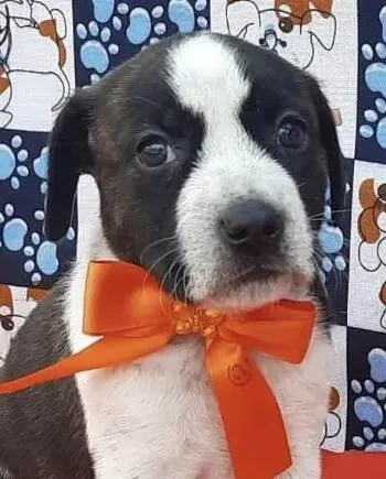 Cachorro ra a Mestica  idade Abaixo de 2 meses nome Gaia 