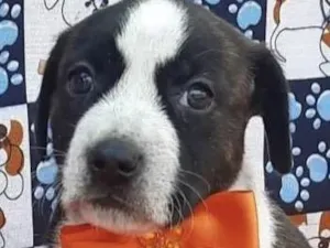 Cachorro raça Mestica  idade Abaixo de 2 meses nome Gaia 