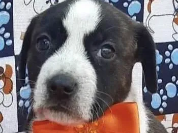 Cachorro ra a Mestica  idade Abaixo de 2 meses nome Gaia 