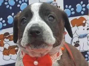 Cachorro raça Mestica  idade Abaixo de 2 meses nome Aurora 