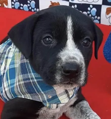 Cachorro ra a Mestica  idade Abaixo de 2 meses nome Apolo 