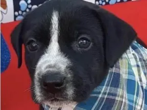 Cachorro raça Mestica  idade Abaixo de 2 meses nome Apolo 