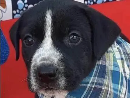 Cachorro ra a Mestica  idade Abaixo de 2 meses nome Apolo 