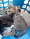 Gatos