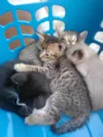 Gatos