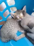Gatos
