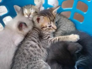 Gato raça  idade Abaixo de 2 meses nome Gatos