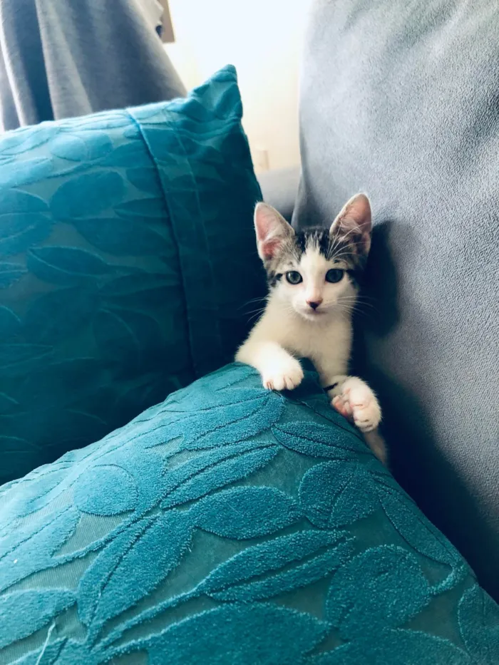 Gato ra a SRD-ViraLata idade 2 a 6 meses nome Turquesa 