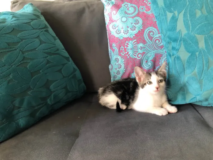 Gato ra a SRD-ViraLata idade 2 a 6 meses nome Turquesa 