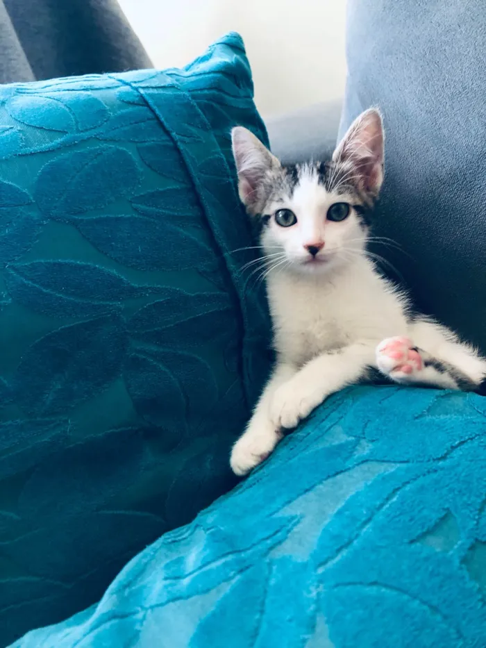 Gato ra a SRD-ViraLata idade 2 a 6 meses nome Turquesa 
