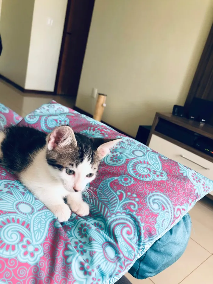 Gato ra a SRD-ViraLata idade 2 a 6 meses nome Turquesa 