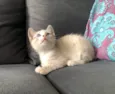 Teco 