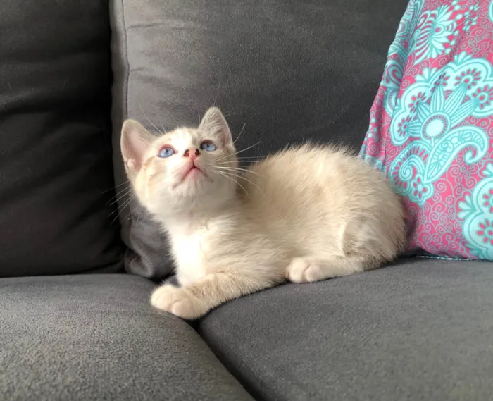 Gato ra a SRD-ViraLata idade 2 a 6 meses nome Teco 
