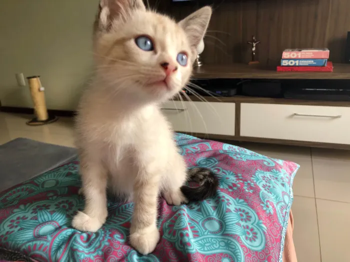Gato ra a SRD-ViraLata idade 2 a 6 meses nome Teco 
