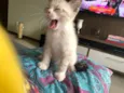 Teco 
