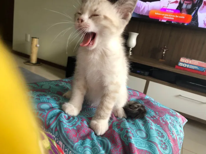 Gato ra a SRD-ViraLata idade 2 a 6 meses nome Teco 