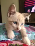 Teco 