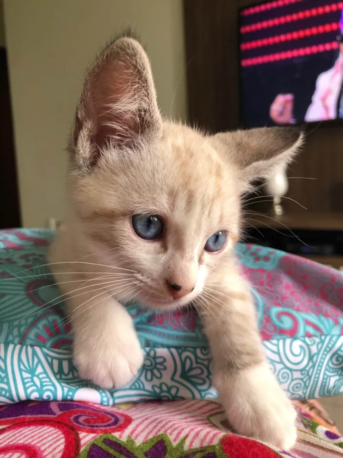 Gato ra a SRD-ViraLata idade 2 a 6 meses nome Teco 