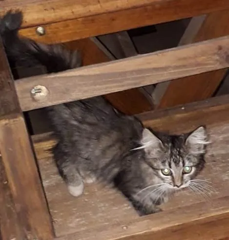Gato ra a SRD-ViraLata idade Abaixo de 2 meses nome Sem nome