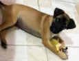 Cachorro raça Srd idade 2 a 6 meses nome Sem nome