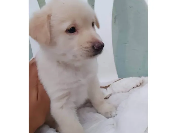 Cachorro ra a Srd idade 2 a 6 meses nome Filhotes 60 dias 