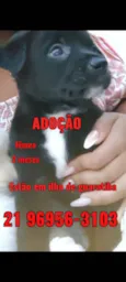 Filhotes 60 dias