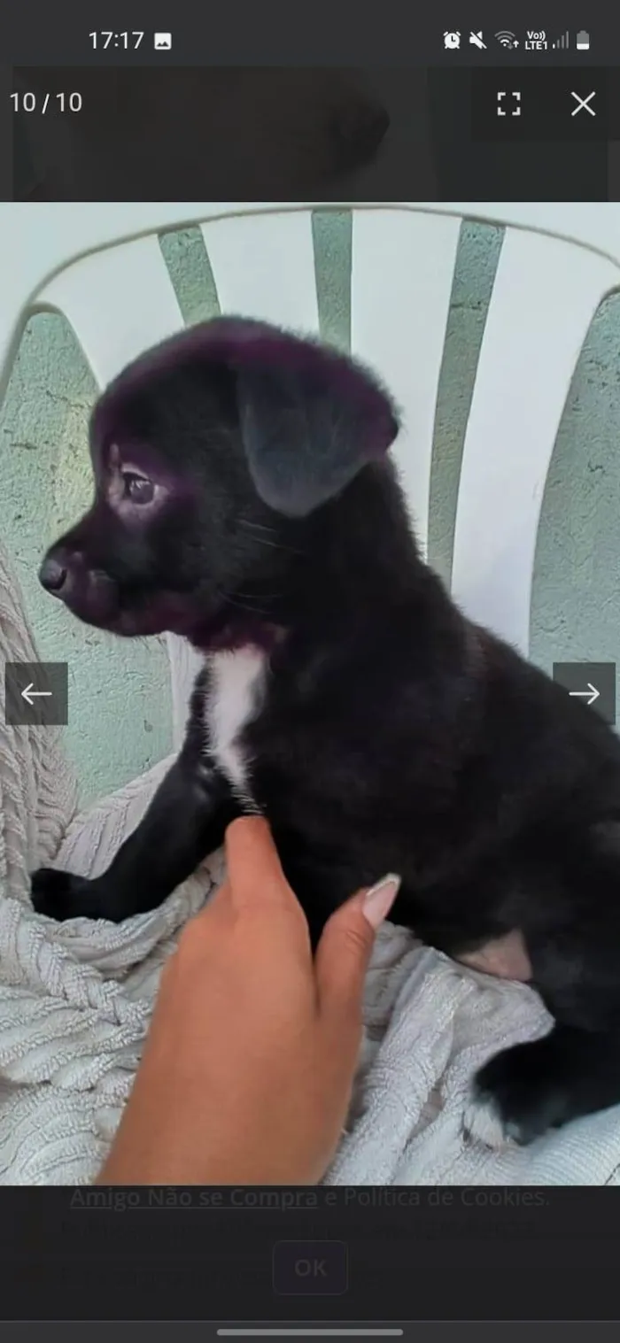 Cachorro ra a Srd idade 2 a 6 meses nome Filhotes 60 dias 