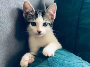 Gato raça SRD-ViraLata idade 2 a 6 meses nome Turquesa 