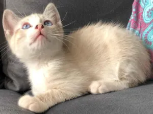 Gato raça SRD-ViraLata idade 2 a 6 meses nome Teco 