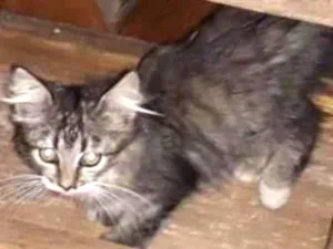 Gato raça SRD-ViraLata idade Abaixo de 2 meses nome Sem nome