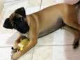 Cachorro raça Srd idade 2 a 6 meses nome Sem nome