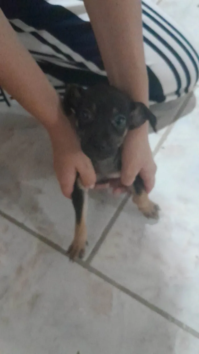 Cachorro ra a SRD-ViraLata idade Abaixo de 2 meses nome Sem nome