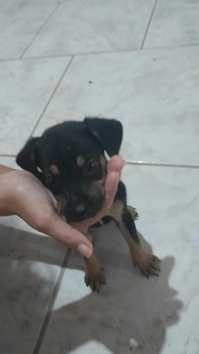 Cachorro ra a SRD-ViraLata idade Abaixo de 2 meses nome Sem nome