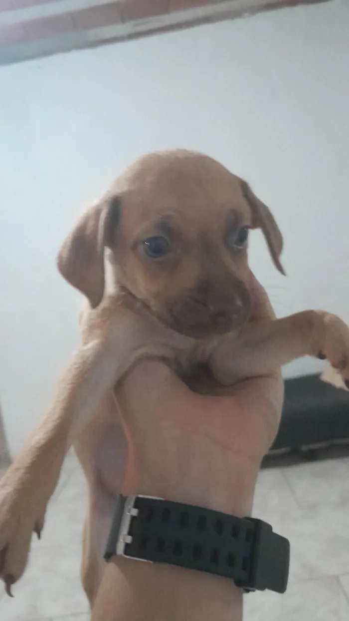 Cachorro ra a SRD-ViraLata idade Abaixo de 2 meses nome Sem nome