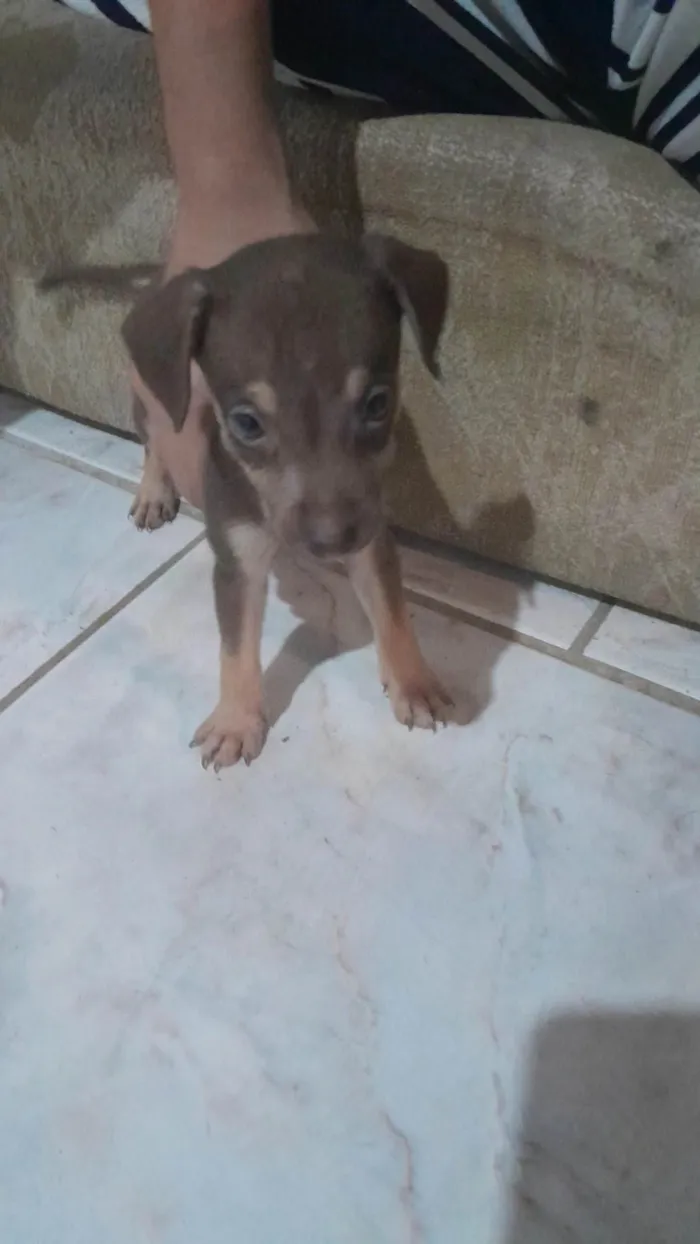 Cachorro ra a SRD-ViraLata idade Abaixo de 2 meses nome Sem nome