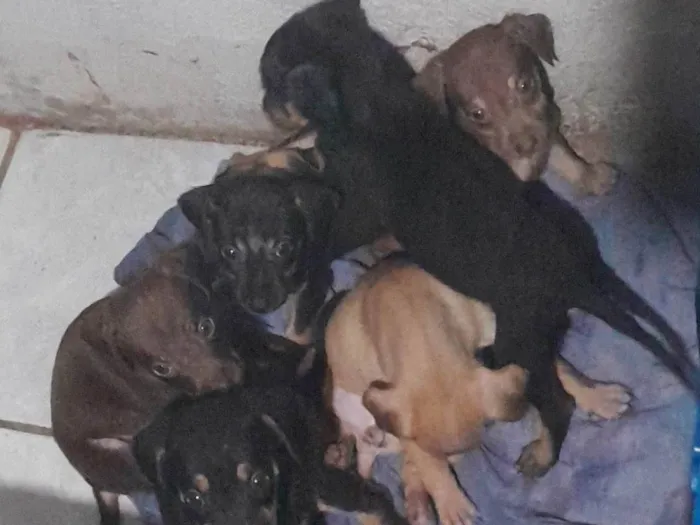 Cachorro ra a SRD-ViraLata idade Abaixo de 2 meses nome Sem nome