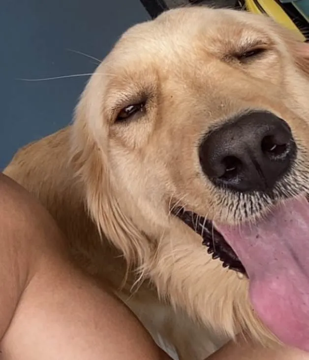 Cachorro ra a Golden Retriever idade 3 anos nome Elsa