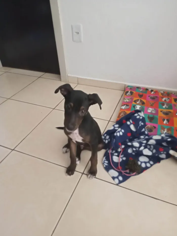 Cachorro ra a SRD-ViraLata idade 2 a 6 meses nome Rufus