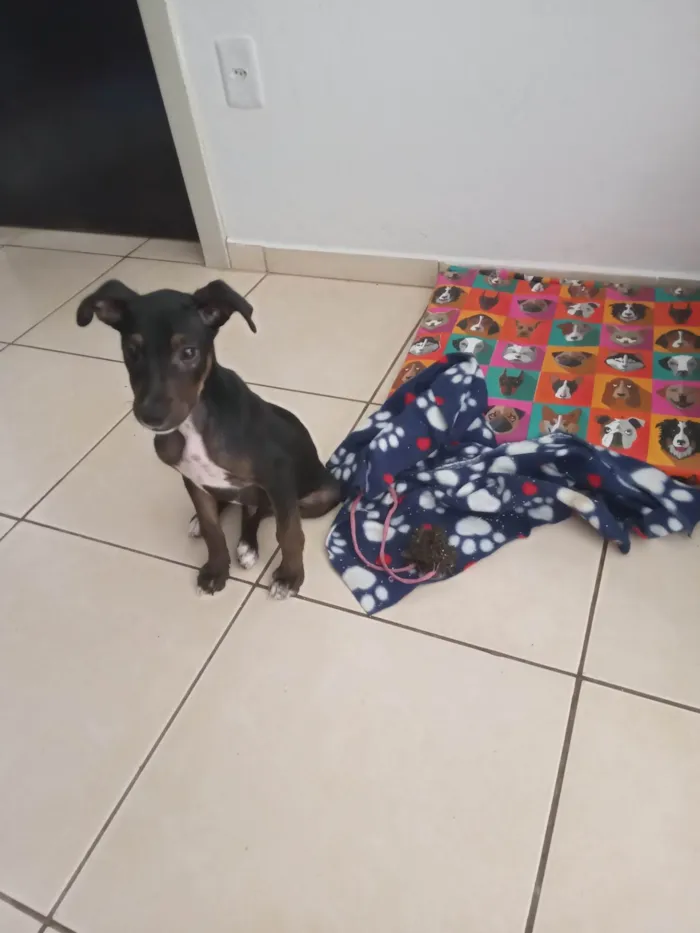 Cachorro ra a SRD-ViraLata idade 2 a 6 meses nome Rufus