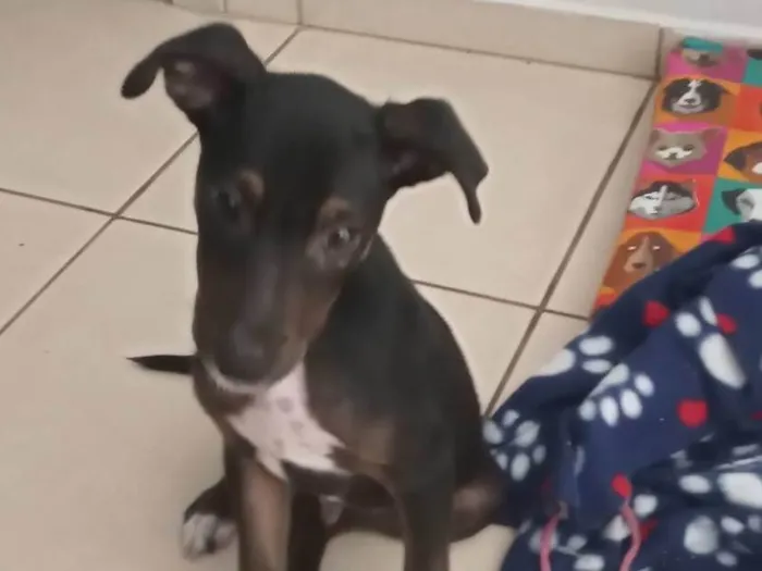 Cachorro ra a SRD-ViraLata idade 2 a 6 meses nome Rufus