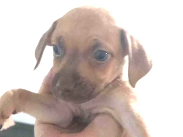 Cachorro ra a SRD-ViraLata idade Abaixo de 2 meses nome Sem nome