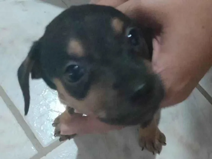 Cachorro ra a SRD-ViraLata idade Abaixo de 2 meses nome Sem nome